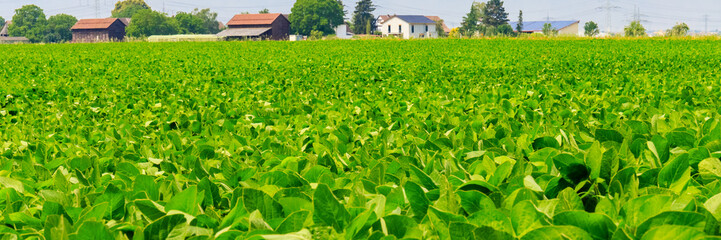 Vast green field with crops and farmland under a clear sky near houses at mid day © Fleuronica