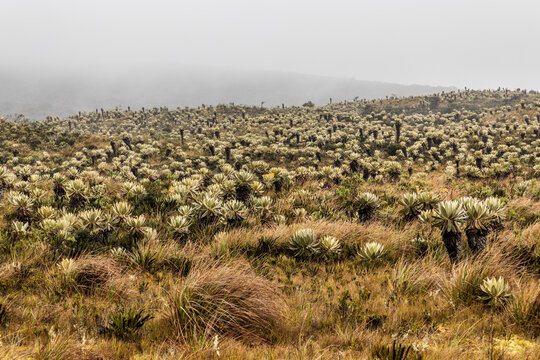 Paramo ecosystem with frailejon (Espeletia) plants in Purace National Natural Park, Colombia