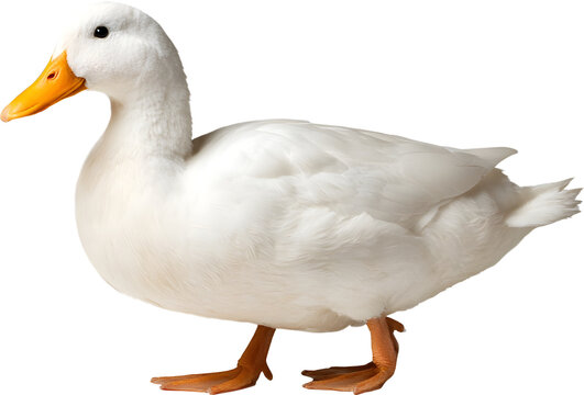 오리