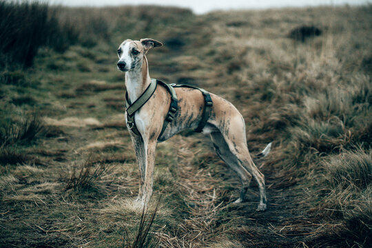 Brindle Whippet Dog Exploring the Misty English Moorland in a Tactical Harness on a Gloomy Day