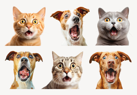 Surprised Cats And Dogs Expressions Element Design Set