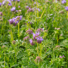 Fototapeta premium Field of purple flowers in bloom with green leaves under bright sunlight during spring in a rural area