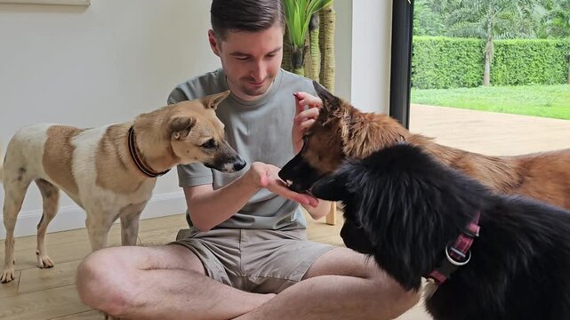Man sitting on floor feeding three dogs by hand at home, pet owner interacting with multiple dogs, indoor training and reward behavior, domestic animals gathered around during feeding time