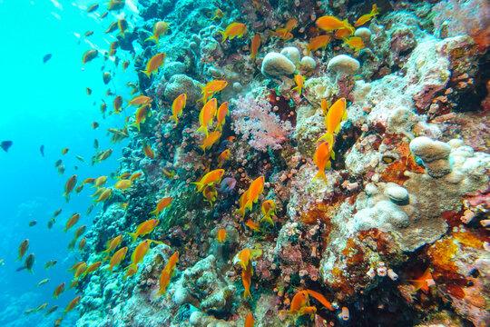 Juwelen-Fahnenbarsche (Pseudanthias squamipinnis), Korallenriff, Tauchplatz Daedalus Reef, Rotes Meer, &Auml;gypten