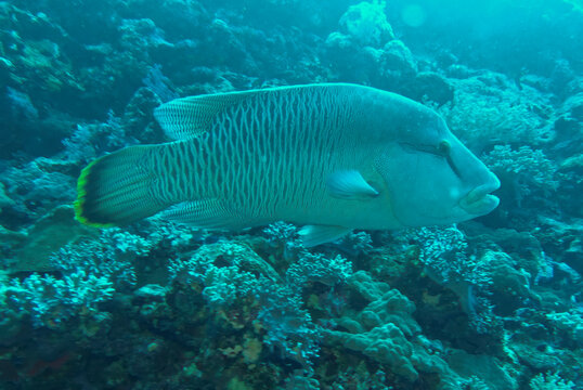 Napoleon-Lippfisch (Cheilinus undulatus), Daedalus Riff, Rotes Meer, &Auml;gypten