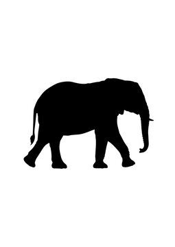 Silhouette of an adult elephant walking with a young calf beside it