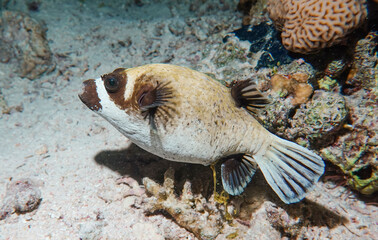 Maskenkugelfisch (Arothron diadematus), Nacht, Abu Ramada Riff, Rotes Meer, Ägypten © Frank
