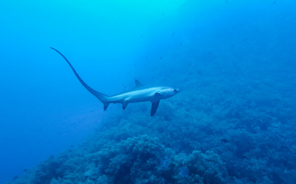 Gemeiner Fuchshai (Alopias vulpinus), Brother Island, Rotes Meer, &Auml;gypten