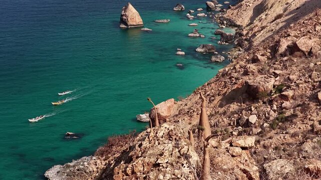 Socotra island bottle trees on rocky cliff over turquoise sea