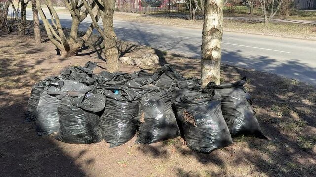 Black garbage bags piled on lawn after spring raking around birch tree near roadside last year dry leaves gathered into bags