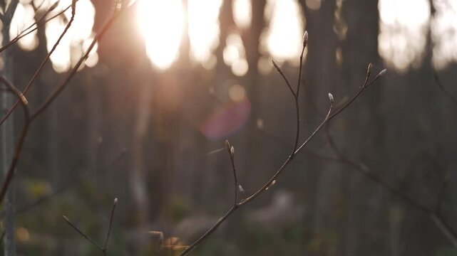 太陽を背景に冬枯れの森のシルエット