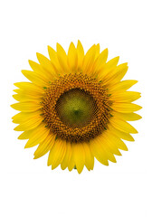 Obraz premium Radiant yellow sunflower with layered petals and dark center