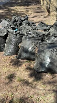 Black garbage bags piled on lawn after spring raking around birch tree near roadside last year dry leaves gathered into bags
