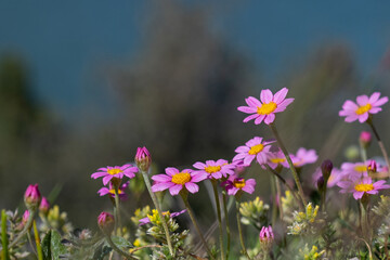 Obraz premium Pink wildflowers illuminated by sunlight against a sky backdrop. A low-angle shot capturing the freshness of spring.