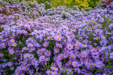 Obraz premium Purple flowers cover a garden in full bloom during the day in a public park in fall in the countryside