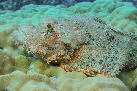 Drachenkopf (Scorpaena scrofa), Riff Abu Ramada, Rotes Meer, &Auml;gypten