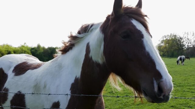 4K video close-up of a brown and white piebald horse looking over a barbed wire fence in a green field.