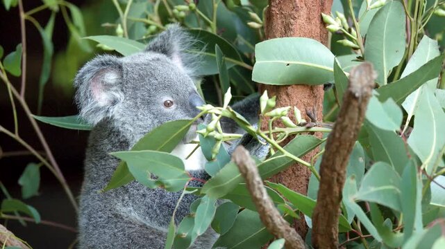 Koala bear enjoying eucalyptus leaves in slow motion a cinematic view of wild animal in natural habitat.