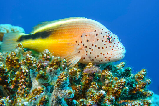 Gestreifter Korallenw&auml;chter (Paracirrhites forsteri), Unterwasser-Foto, Panorama Reef, Rotes Meer, &Auml;gypten