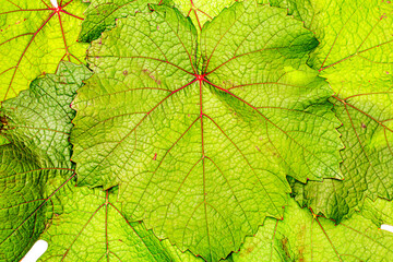 Various green grape leaves on a white background with visible veins and texture showing their freshness and detail © Fleuronica