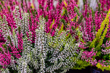Obraz premium Colorful flowers bloom in a garden during the daytime in springtime creating a lively display of nature's beauty