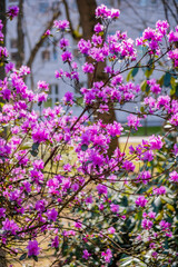 Obraz premium Blooming azaleas fill the garden with vibrant shades of pink under the warm sun in early spring