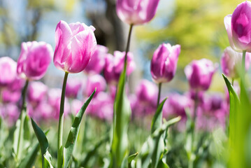 Obraz premium 春の花壇に咲く紫のチューリップ