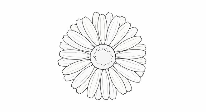 Black and white sketch of a daisy with delicate petals and a detailed center