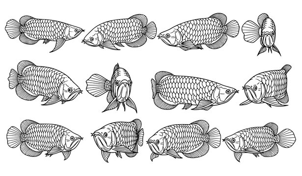 Arowana fish collection black and white different poses detailed scales vector illustration isolated on white