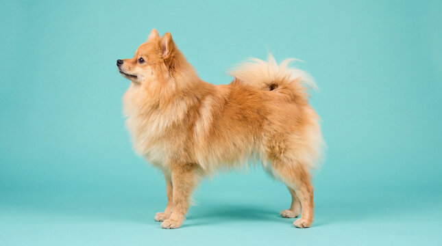 German Spitz dog on a turquoise studio background
