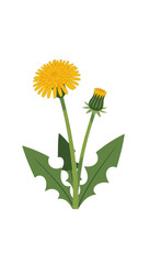 Naklejka premium Dandelion Flower Plant Vector Illustration, Isolated Transparent Background with Blooming and Bud Stage for Nature Design