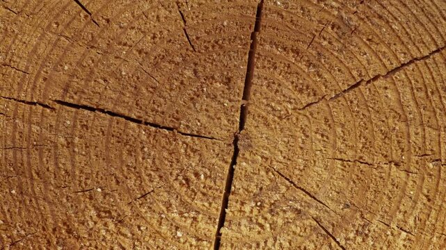 Detailed tree trunk cross‑section slowly descending to reveal wood grain