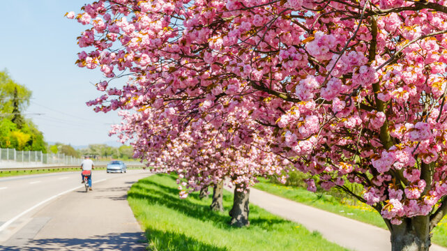 Cherry blossom trees line the roadside as a cyclist rides and cars pass during a sunny day in spring