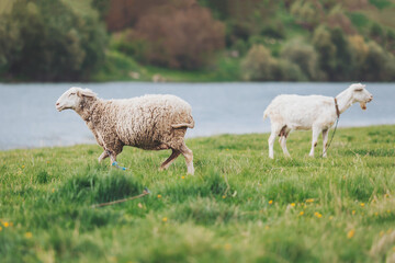 Naklejka premium Playful sheep and goat enjoying a sunny day by the tranquil riverside pasture