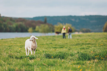 Fototapeta premium Serene moments in nature with a playful sheep and two people strolling by the river on a cloudy day