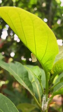 Sanurus cashew shoot hopper bug resting on green leaf midrib