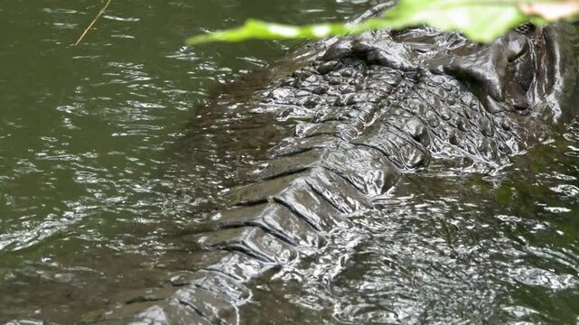 Large saltwater crocodile swimming in murky water of tropical river showing textured skin and powerful tail motion.