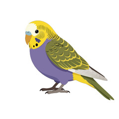 Fototapeta premium Yellow-Headed Budgerigar Parrot Vector Illustration, Isolated Transparent Background for Design and Wildlife Use