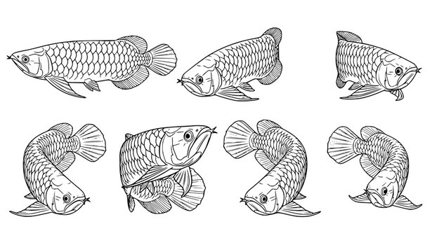 Arowana Fish Vector Set Different Poses Aquarium Fish Collection