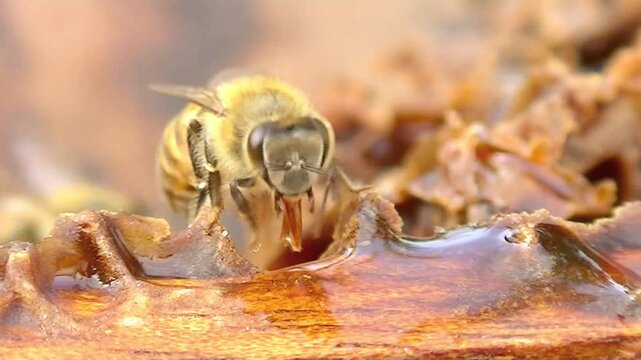 Extreme macro of Apis mellifera honey bee feeding on honey with another bee in the background.
