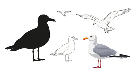 Obraz premium Vector collection of seagull illustrations featuring a black silhouette, line art outlines of standing and flying birds, and a detailed colored European herring gull on white.