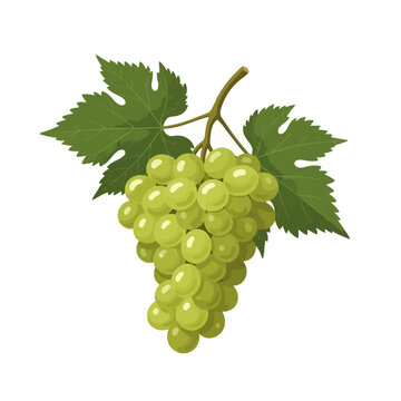 Detailed vector illustration of a bunch of green grapes hanging from a brown vine stem with three large green serrated leaves, isolated on a white background for graphic design.