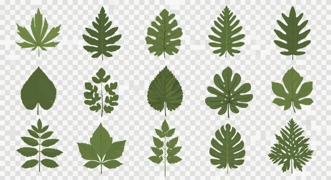 Collection of fifteen diverse green leaf illustrations featuring various botanical shapes like monstera, maple, and serrated edges, isolated on a transparent background vector.