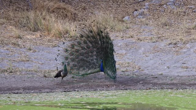 male peacock doing his feather display for the peahen