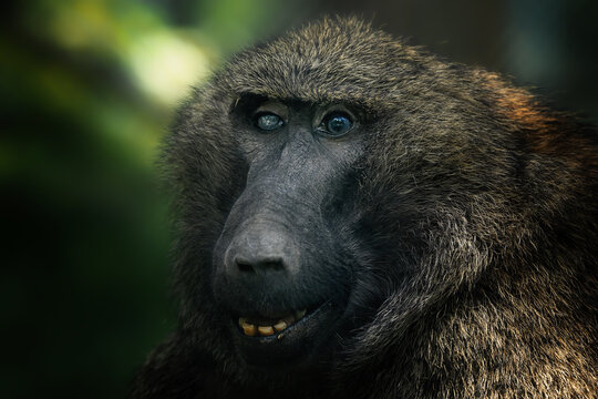 Olive baboon (Papio anubis)
