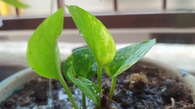 Watering Small Money Plant in Pot - Epipremnum Aureum Growth and Care