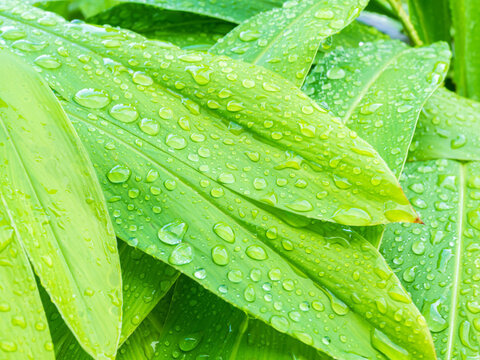 Drop water on green leaf background, rain on plant abstract dew leaves, clean nature fresh sping season, environment ecosystem change concept