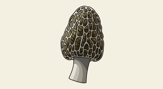 Detailed illustration of a morel mushroom with a textured cap and pale stem