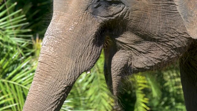 Close up slow motion of an asian elephant looking around its surroundings while moving its ears and trunk.