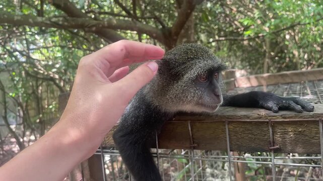 Relaxed monkey outdoors female hand touching animal